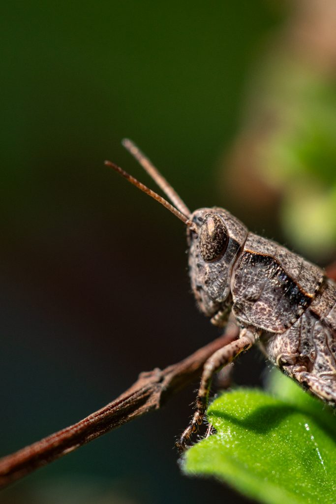 Curso de Fotografía Macro