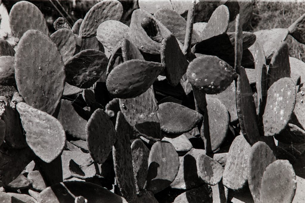 Taller de fotografía analógica